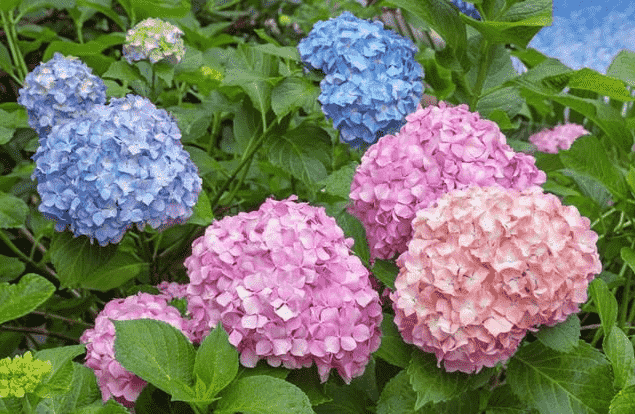 繡球花