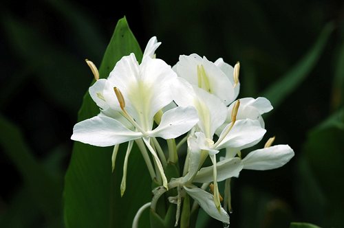 野薑花