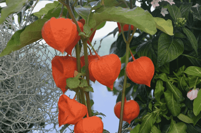 燈籠花