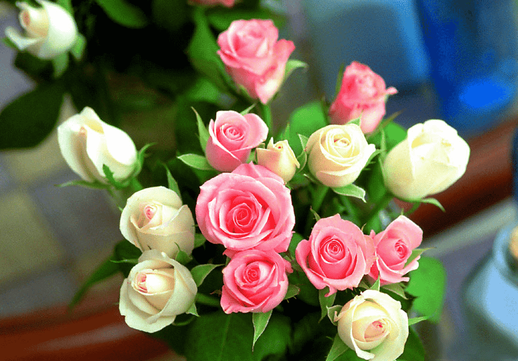 玫瑰花花語 玫瑰花花語