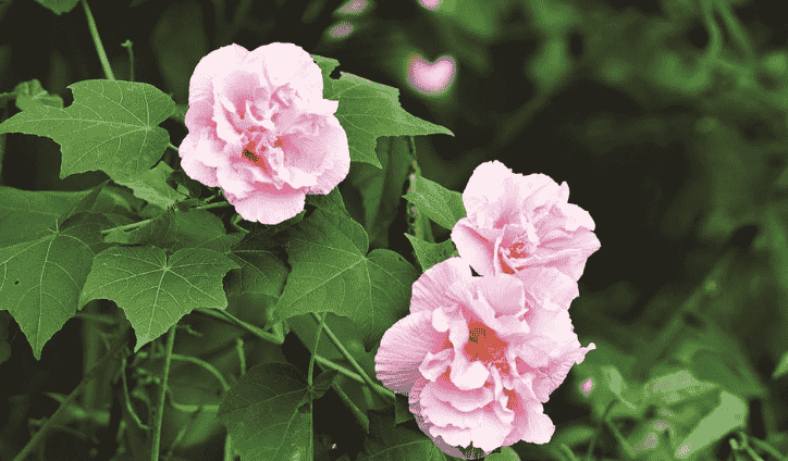 芙蓉花