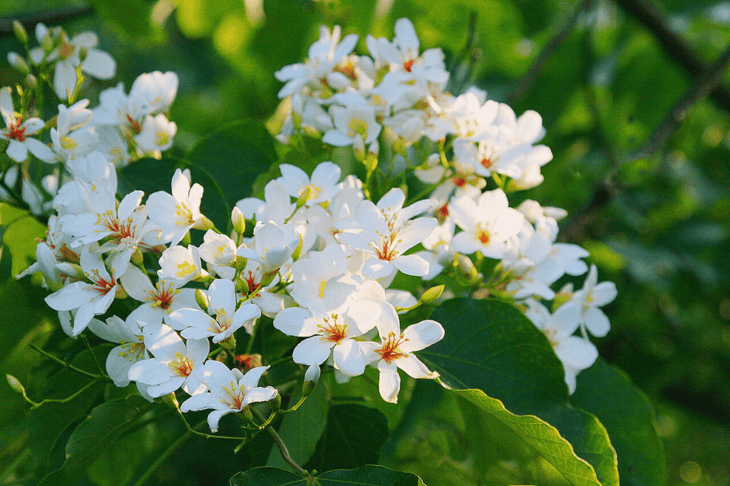 油桐花季節