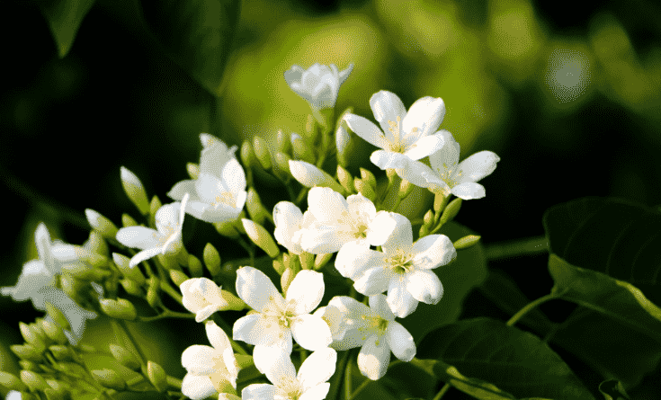 油桐花花語