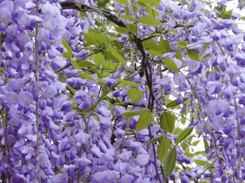 紫藤花花語