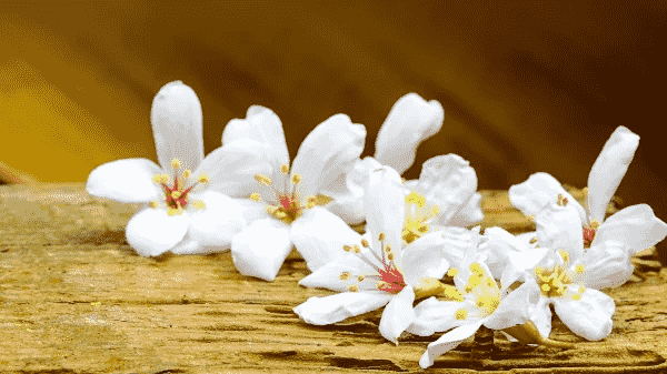 油桐花