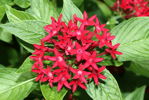 繁星花
