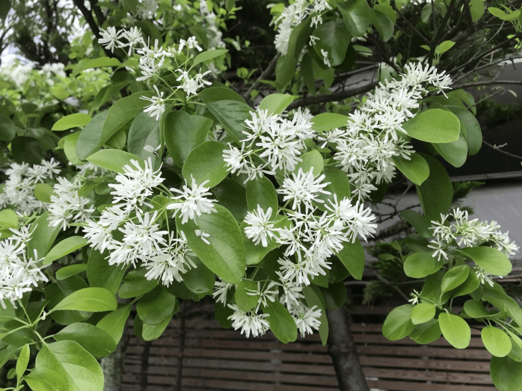 流蘇花​
