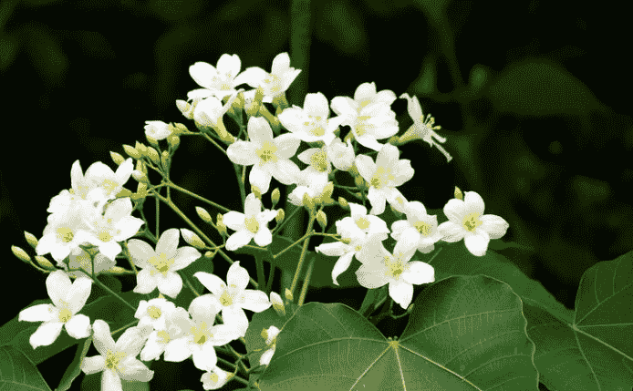 油桐花季節 油桐花季節