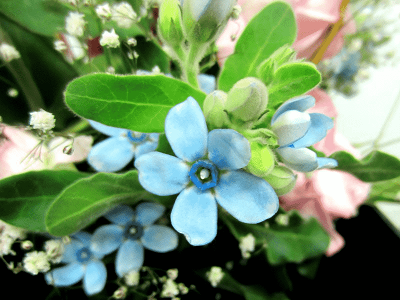 藍星花花語