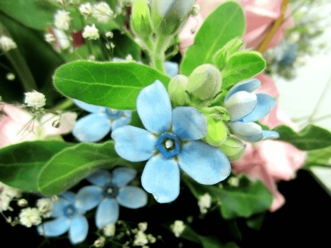藍星花花語