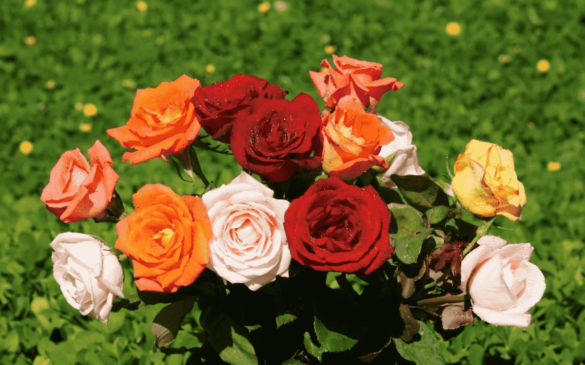 玫瑰花種植