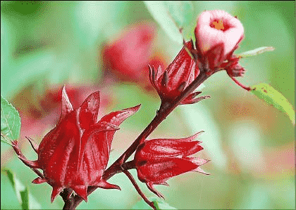 洛神花