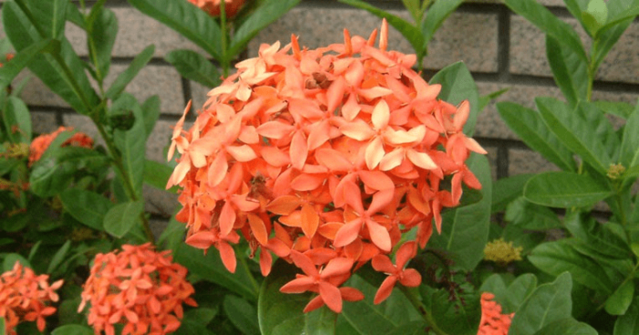 仙丹花​