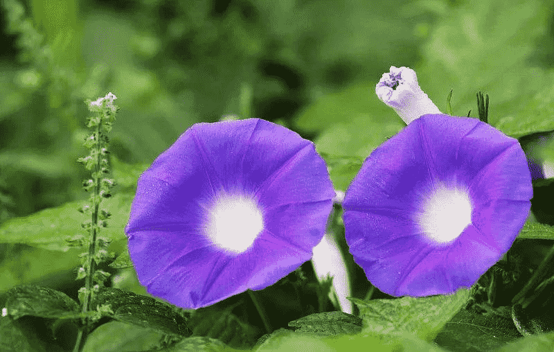 牽牛花 