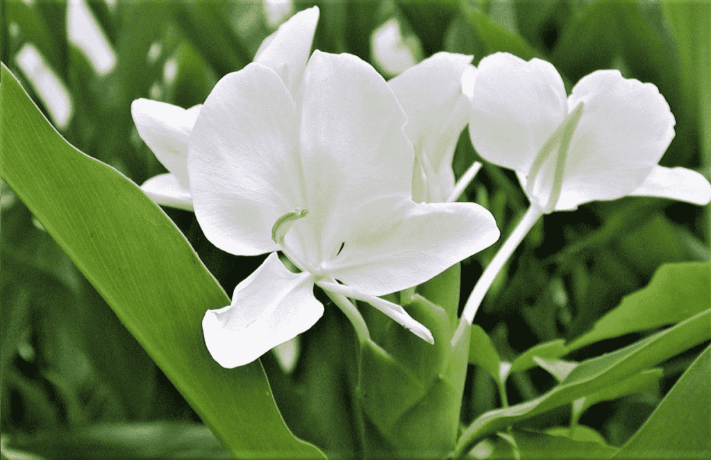 野薑花：種植養護指南・花語寓意・功效揭秘