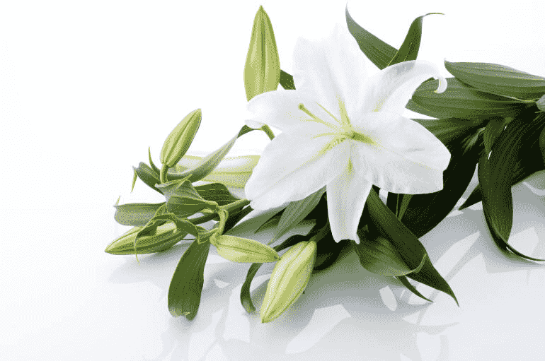 百合花