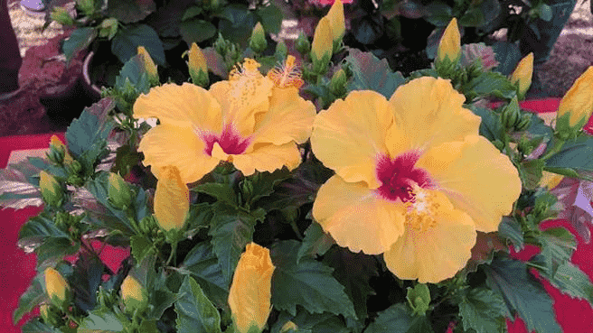 朱槿