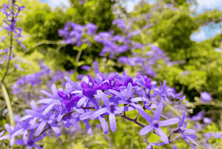 紫藤花種植