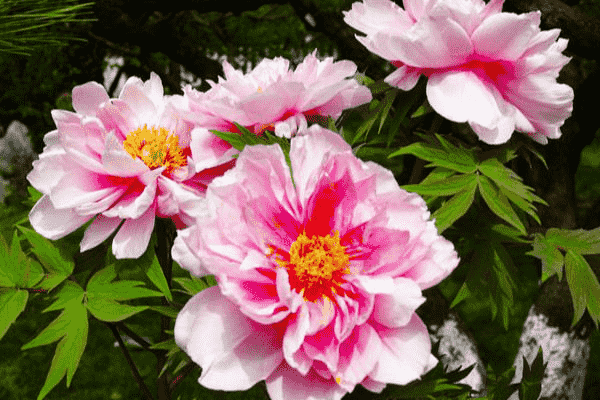 芍藥花​