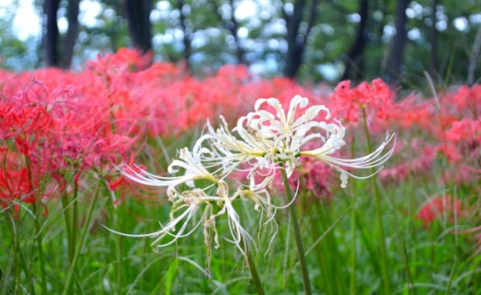 彼岸花修剪技巧 彼岸花修剪技巧
