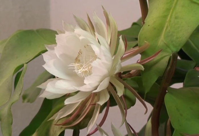 曇花花語 曇花花語