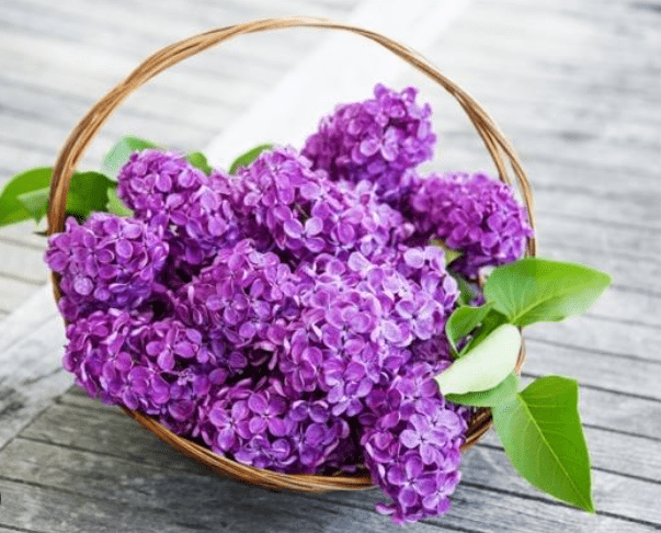 丁香 花