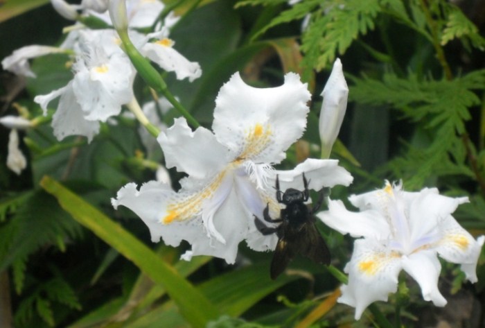 不同顏色的鳶尾花花語 不同顏色的鳶尾花花語