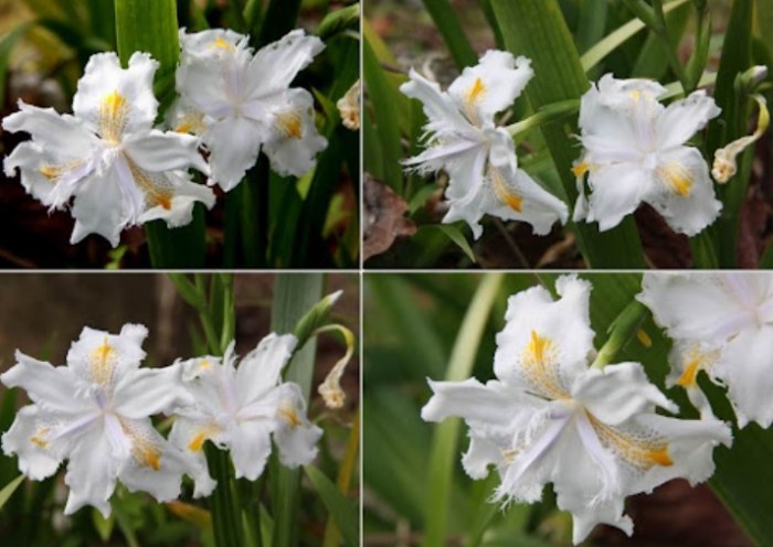 鳶尾花種植方法 鳶尾花種植方法