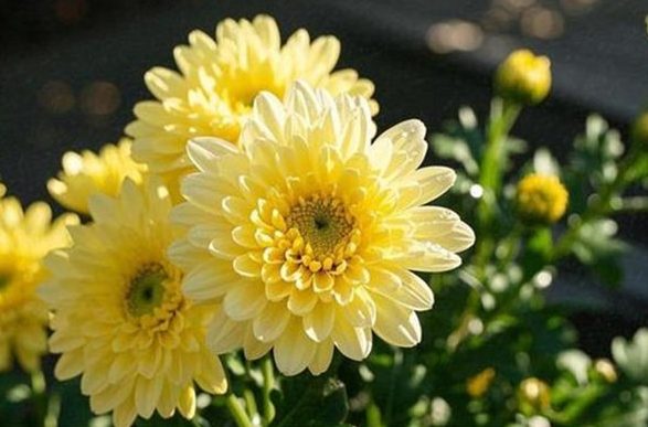 菊花花語