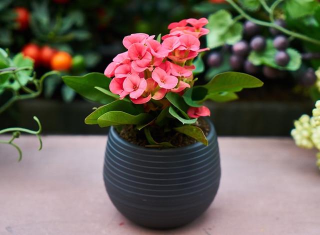 麒麟 花