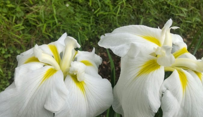 鳶尾花 鳶尾花