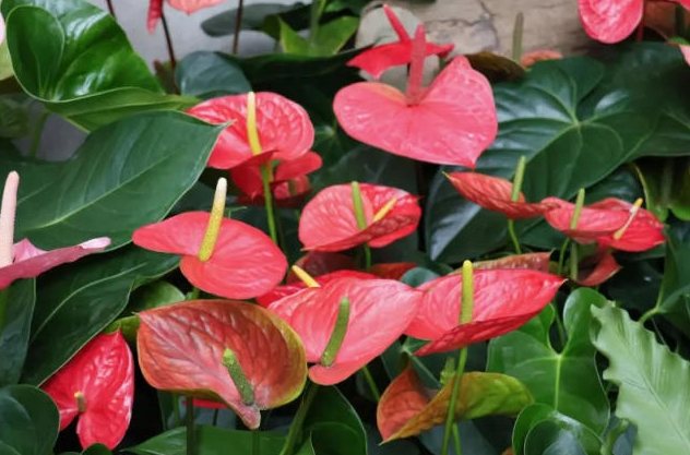 火鶴花養護 火鶴花養護