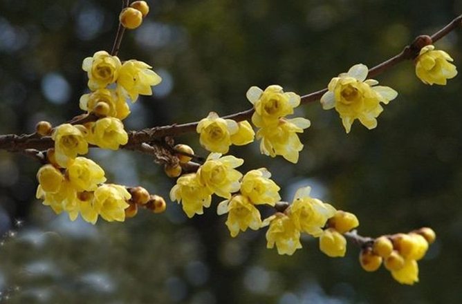 腊梅和梅花的区别 腊梅和梅花的区别