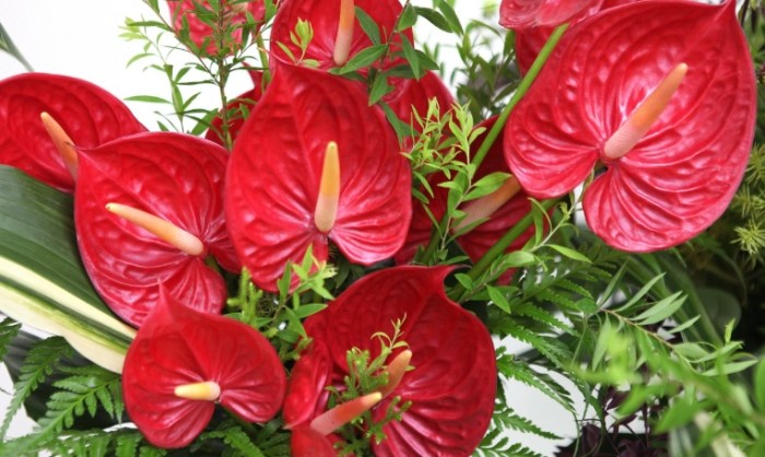 火鶴花種植 火鶴花種植