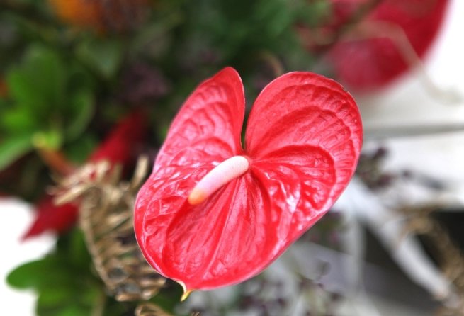 火鶴花 火鶴花