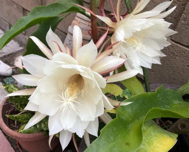 曇花繁殖 曇花繁殖