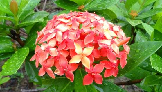 龍船花