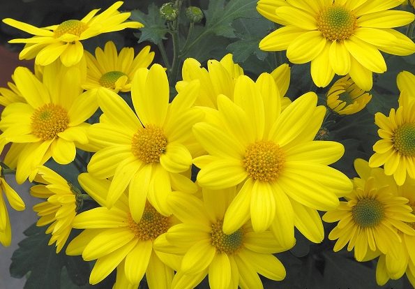菊花