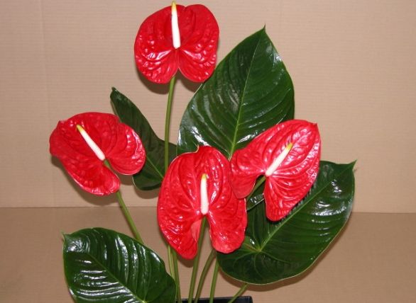 火鶴花​