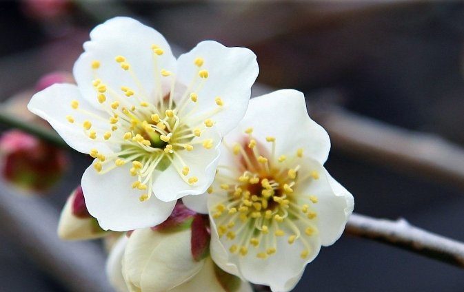 梅花栽培技術 梅花栽培技術