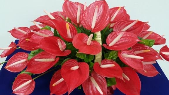 火鶴花品種 火鶴花品種