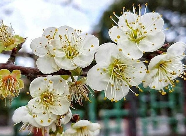 梅花​