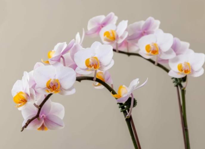 蘭花品種 蘭花品種