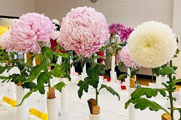 菊花栽培技巧 菊花栽培技巧