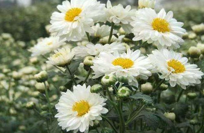 菊花功效 菊花功效