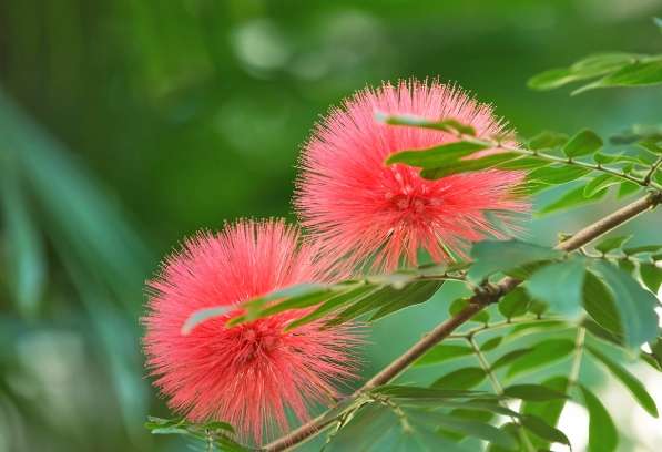 合歡花