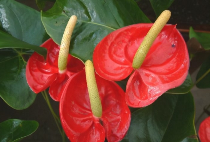 火鶴花品種 火鶴花品種
