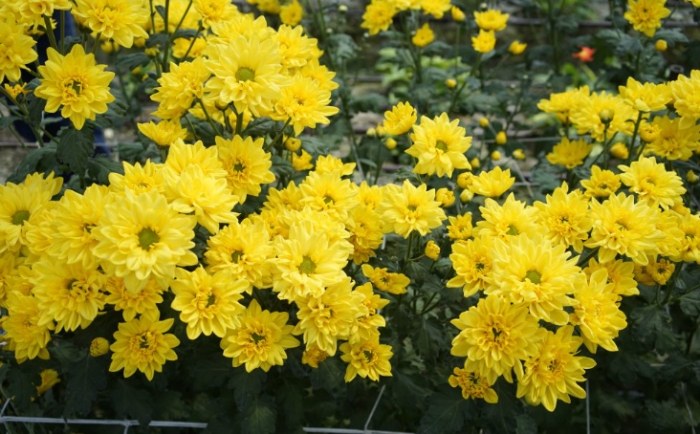菊花栽培技巧 菊花栽培技巧
