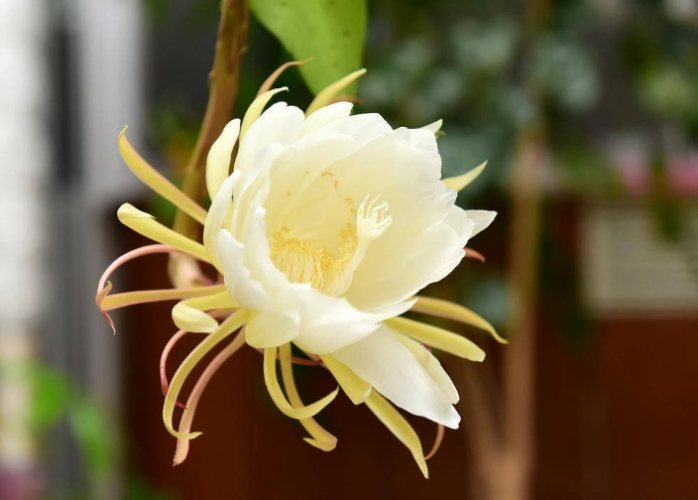 曇花養護 曇花養護
