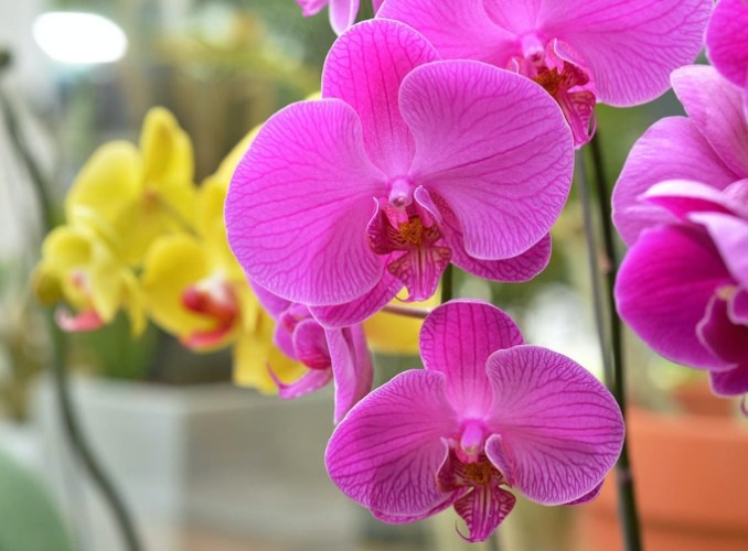 蘭花種植 蘭花種植